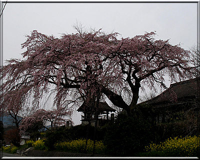 桜めぐり～_e0129453_2135319.jpg