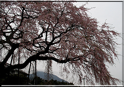 桜めぐり～_e0129453_2136085.jpg