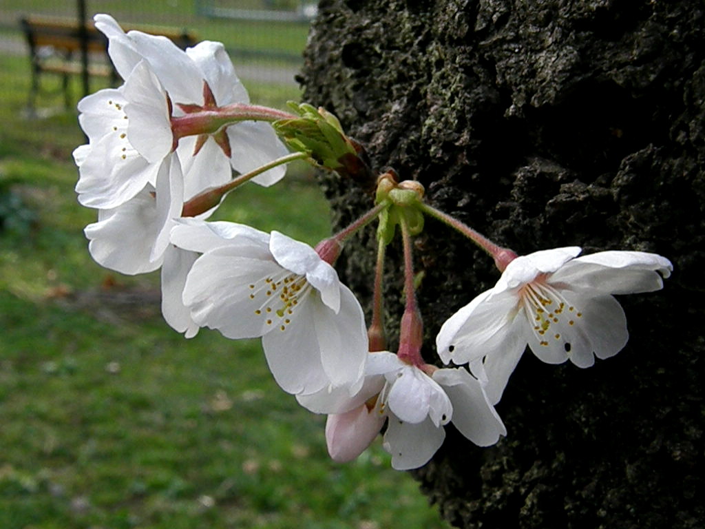 謎のサクラ、「中延桜」の正体は…アメリカかな…！？_e0064158_034859.jpg