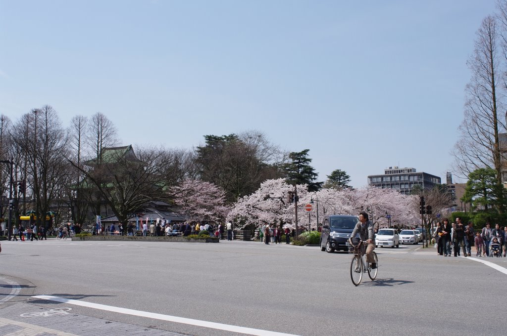 さくら、桜、SAKURA3_c0113059_0175085.jpg