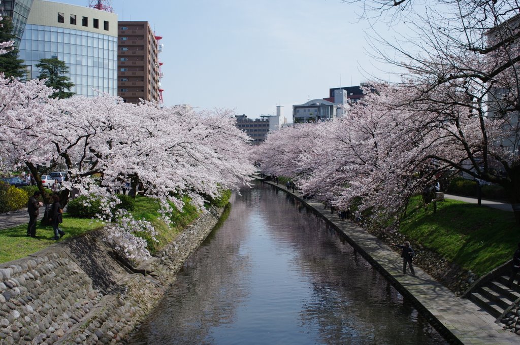 さくら、桜、SAKURA3_c0113059_0182432.jpg