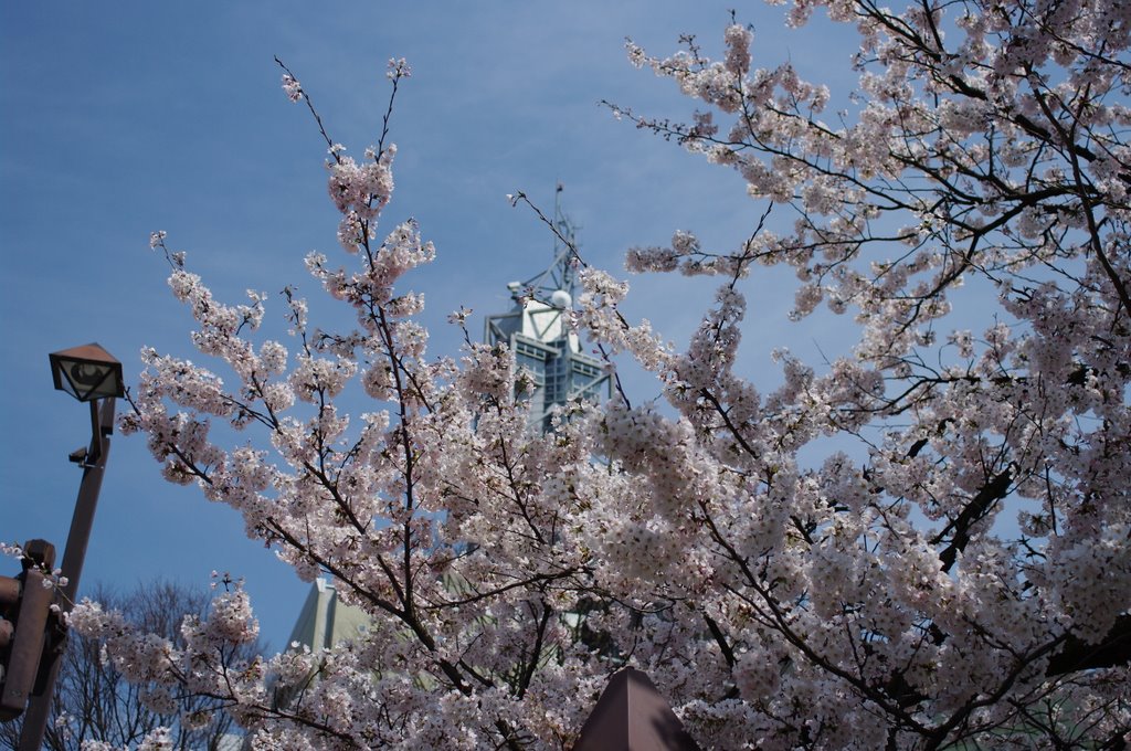 さくら、桜、SAKURA3_c0113059_0191118.jpg