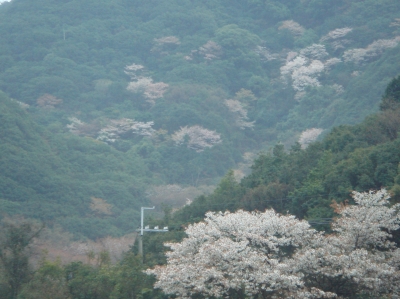 野の花と出会う会「高森山」…雨中登山_c0108460_18132871.jpg