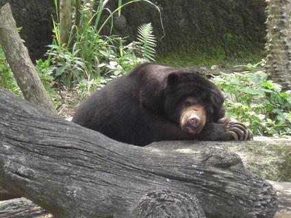 台北市立動物園_f0142862_1972883.jpg