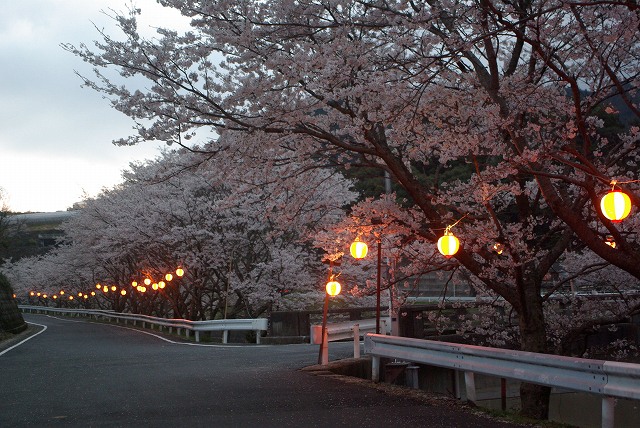 nocturnal view of cherry blossoms 2_c0020265_20413689.jpg