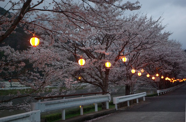 nocturnal view of cherry blossoms 2_c0020265_2041373.jpg