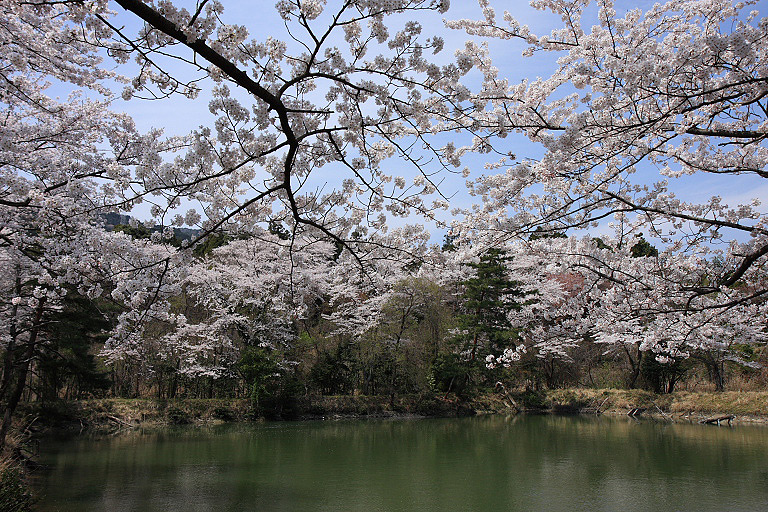 室原の桜_f0129465_13233077.jpg