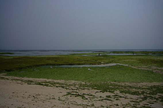ebb tide._c0153966_20402347.jpg