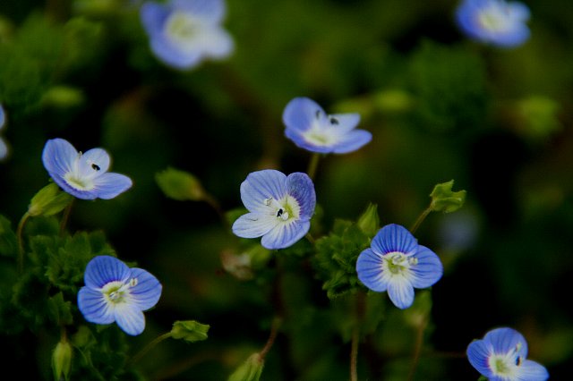 雑草と呼ばれる花々　　　№ ２４_f0103667_1251319.jpg