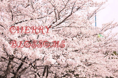 お花見 2008_c0156468_17511862.jpg