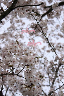 お花見 2008_c0156468_18113838.jpg