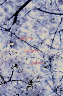 お花見 2008_c0156468_18184263.jpg