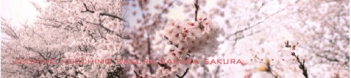 お花見 2008_c0156468_18245935.jpg