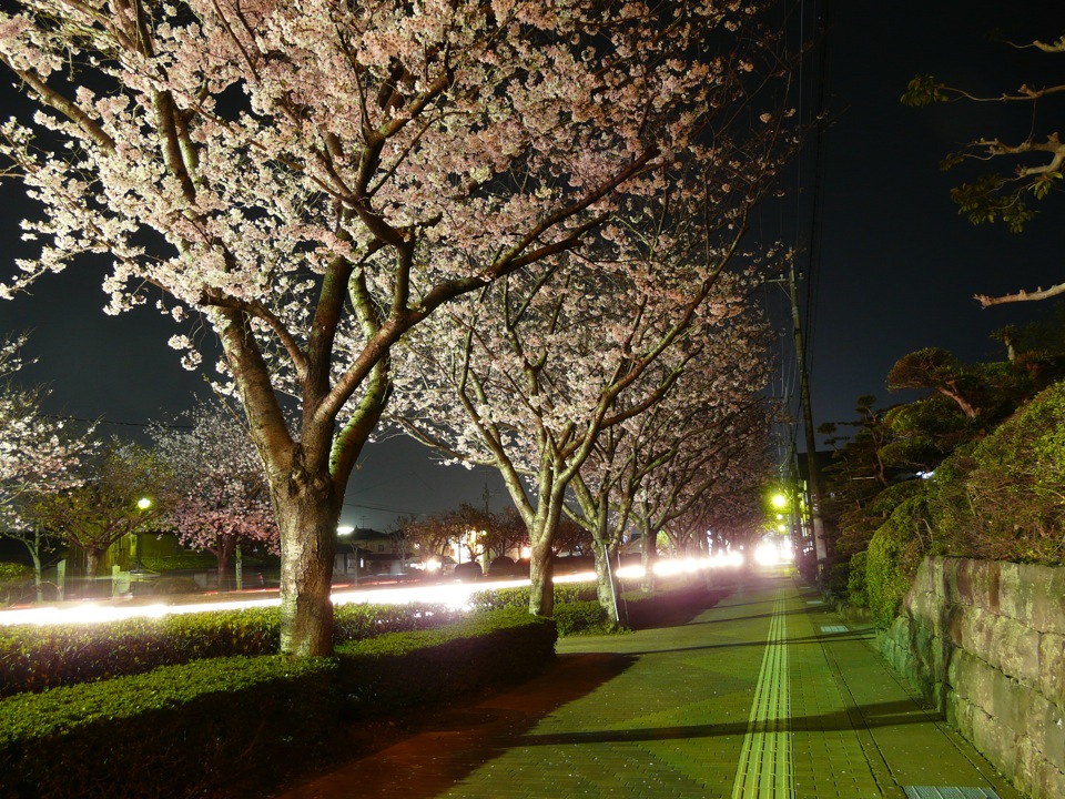 桜完結編......夜桜_f0068368_22593810.jpg