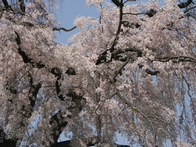 はんなり桜_f0088569_2305278.jpg