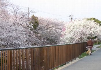 桜　さくら　桃の花_c0021670_22512938.jpg