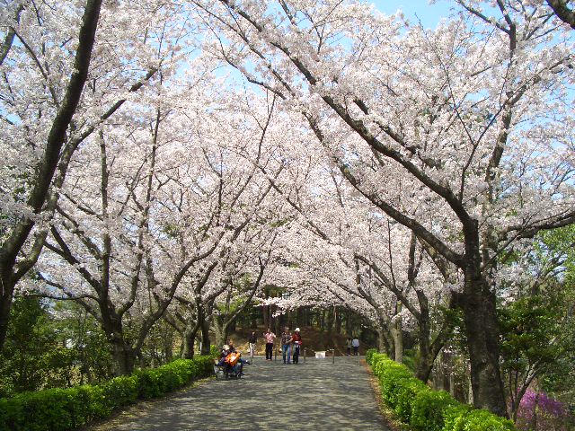 お花見日和♪　～公渕公園～_d0130070_1455387.jpg