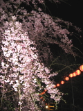 夜桜を見に・・・_a0106873_1018616.jpg