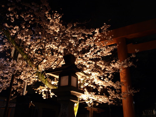 夜桜_d0104276_2314383.jpg