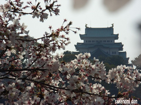 遅ればせながら花見に・・_b0092678_22552651.jpg