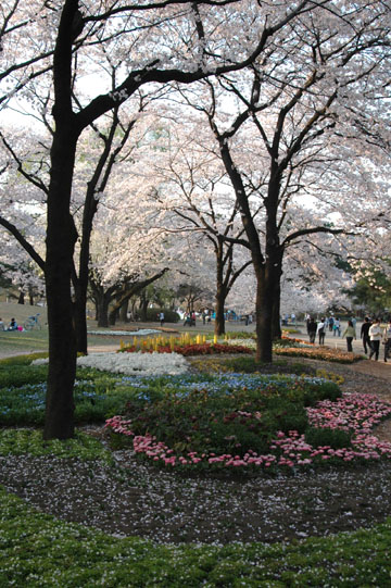 cherry-blossom time_b0127378_10222835.jpg