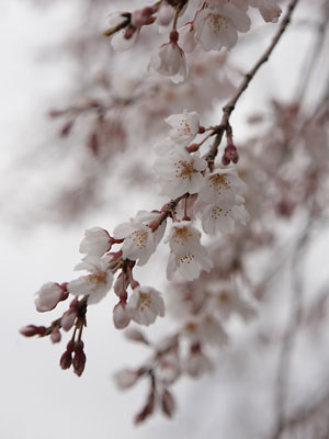 淨専寺の枝垂れ桜_c0152779_14273810.jpg