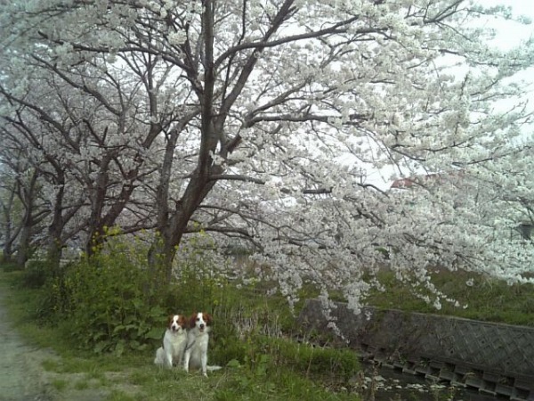 菜の花＆桜_f0133681_23231623.jpg