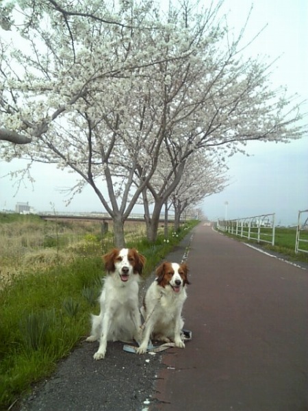 菜の花＆桜_f0133681_2323421.jpg