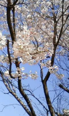 お花見の季節ですね♪_c0096582_1154647.jpg