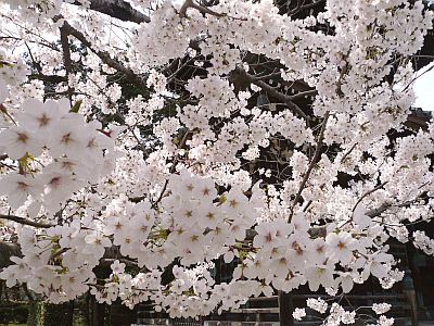 京都・・・花巡り♪_d0078486_7504630.jpg