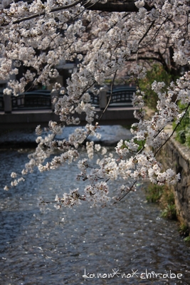 奈良・京都桜旅行『京都 祇園白川編』_d0148187_032125.jpg