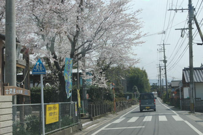 桜、お花見日帰りツアー_c0152288_9103635.jpg