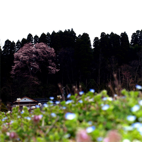d0088788_18378100.jpg