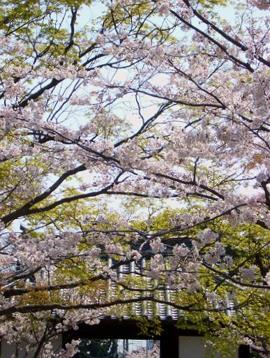 お花見_c0092689_20271782.jpg