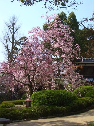 お花見_c0092689_20281264.jpg