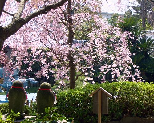 お花見_c0092689_20283886.jpg
