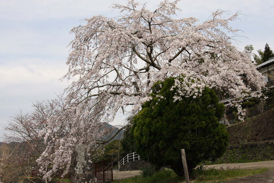 08．03．29：早咲きの枝垂桜を求めて３_c0007190_19494345.jpg