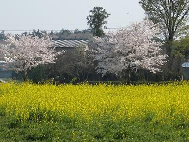 桜＆菜の花満開！_c0028792_14442767.jpg