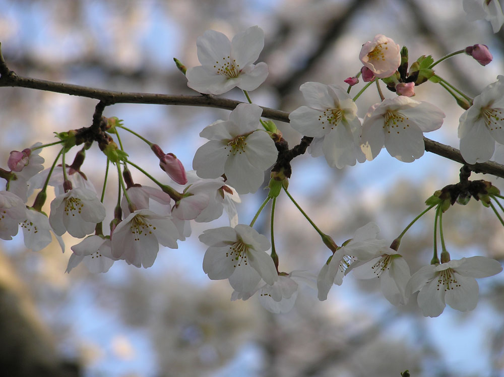 桜_b0021594_31249.jpg