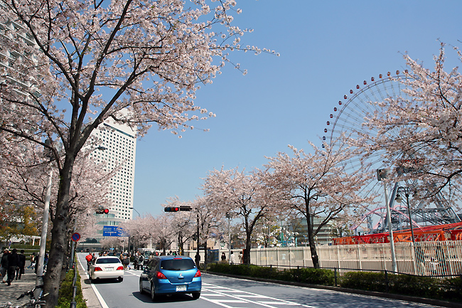 桜、見納めかな_c0025895_0475071.jpg