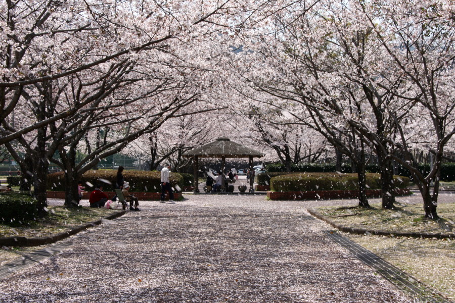 柿原公園の桜吹雪_d0150095_16114427.jpg