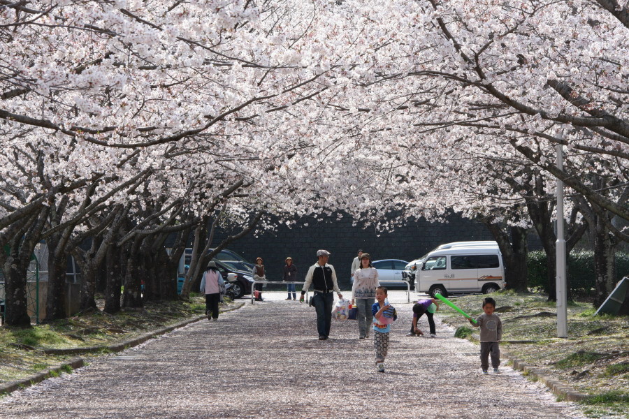 柿原公園の桜吹雪_d0150095_1613089.jpg