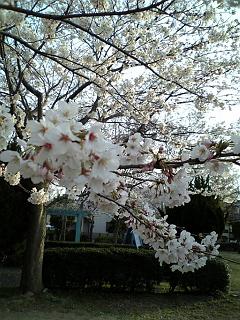 桜　回顧録。_d0017310_2204123.jpg