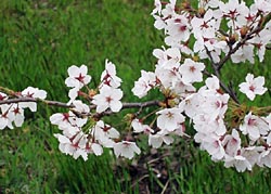 c0085514_23482940.jpg