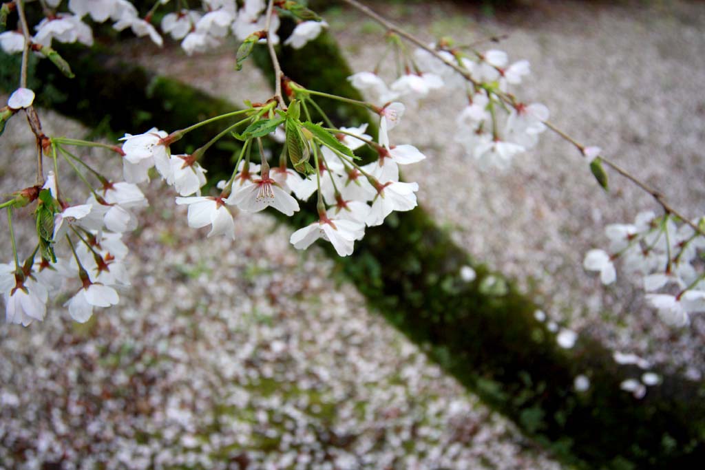 今日も桜を・・_d0085715_23591559.jpg
