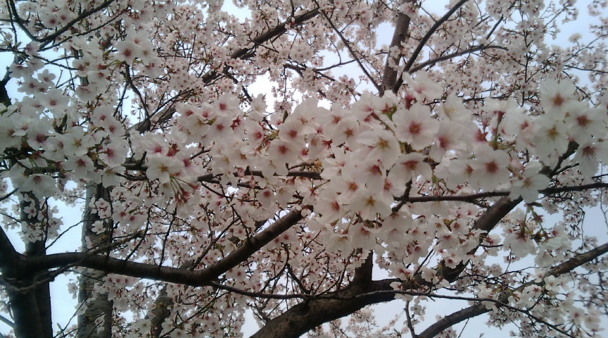 sakura sakura_f0133916_17293480.jpg