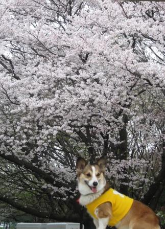 お花見& BBQ in 光が丘公園_f0155118_7321082.jpg