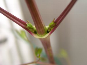b0031925_14405221.jpg