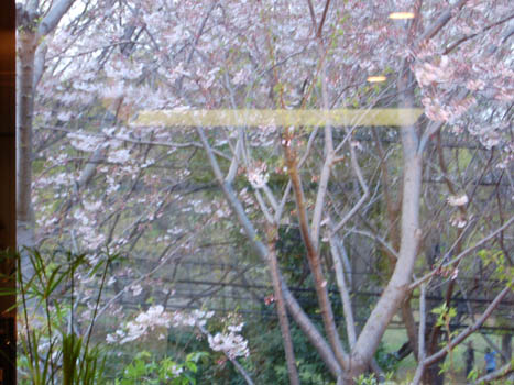 桜の宵に。_a0026127_22101476.jpg