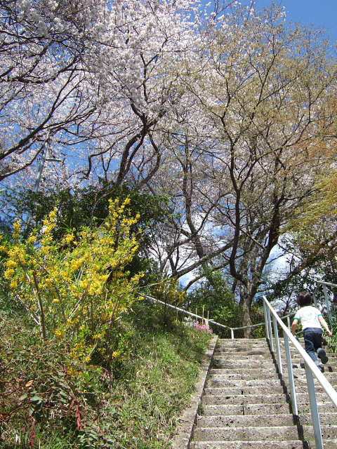 桜。_f0075127_11421824.jpg
